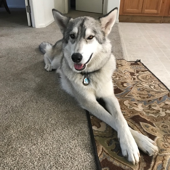 Posh Posh, Arika - Picture 6 of 7